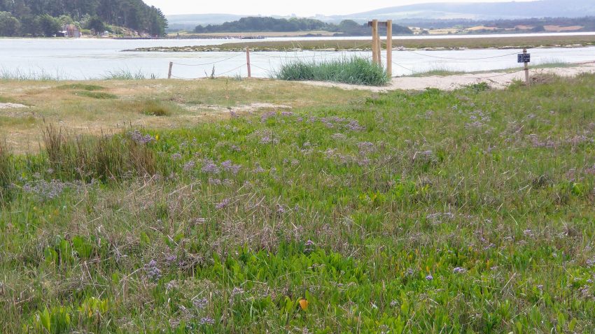sea lavender limonium vulgare Shipstal beach arne june 2022