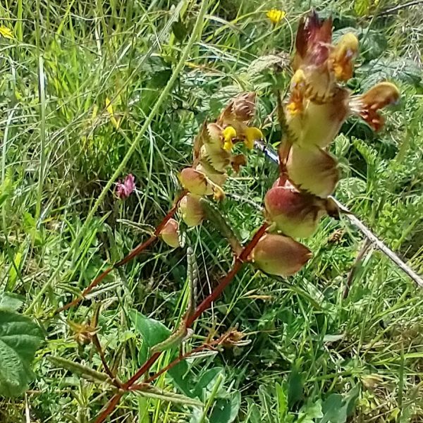 yellow rattle rhinanthus minor cradle valley seaford jul 2022