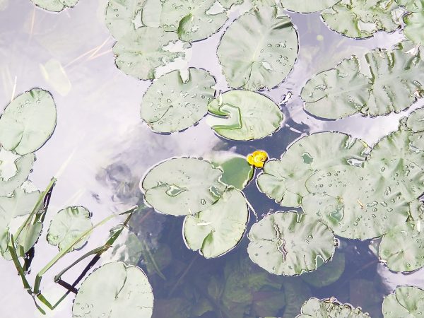 yellow water lily detail nuphar lutea wareham jun 2022