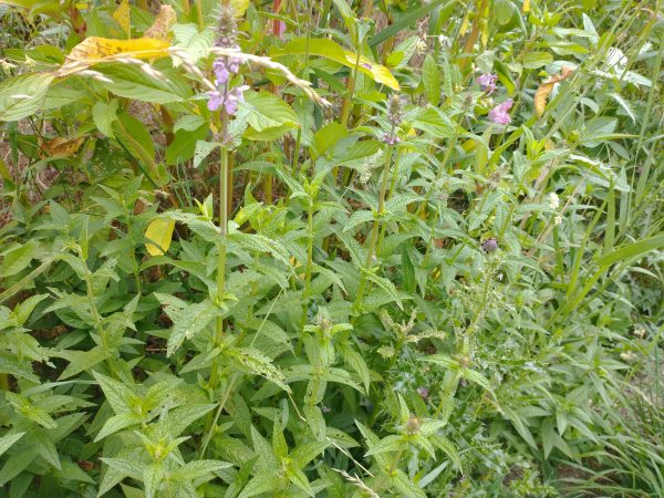 Marsh woundwort plant stachys palustris lechlade jul 2022