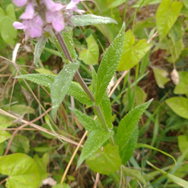 Marsh woundwort stem stachys palustris lechlade jul 2022