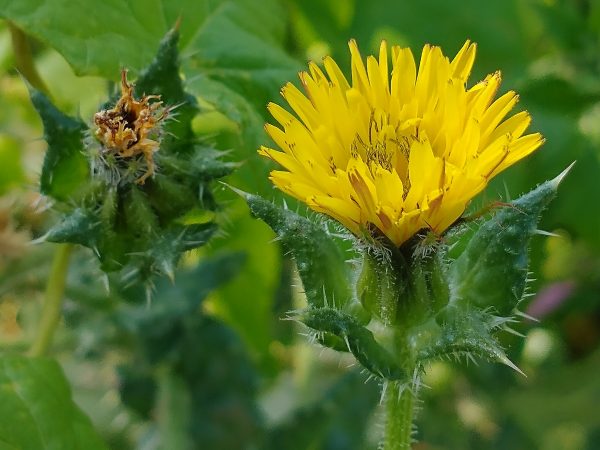 bristly oxtongue flower picris echioides lechlade jul 2022