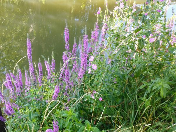 purple loosestrife river lythrum salicaria lechlade jul 2022