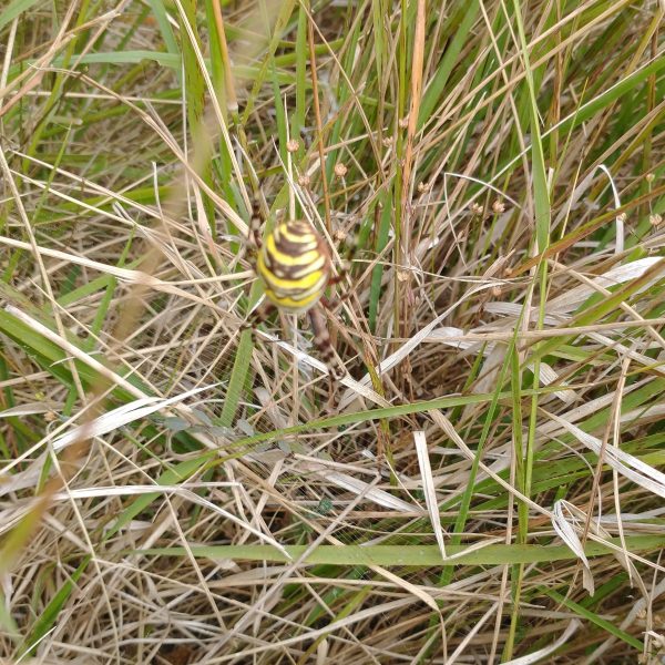 wasp spider web fairy flax seed heads gayles farm jul 2022