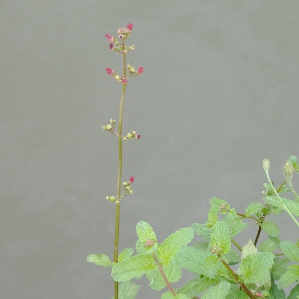 water figwort flower scrophularia auriculata or aquatica lechlade jul 2022