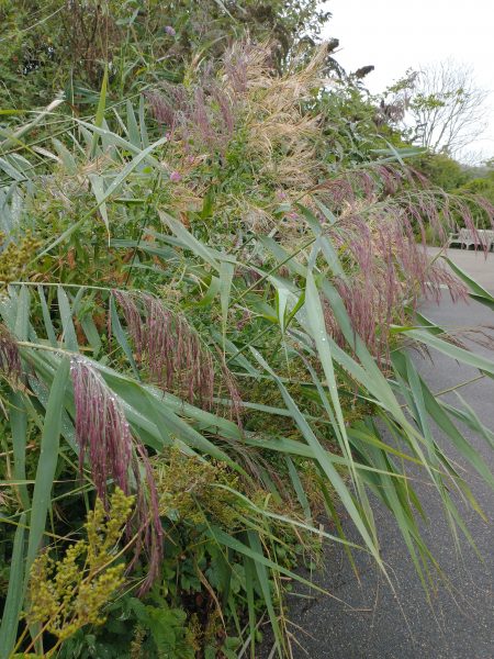 common reed path Phragmites australis arundel wetland centre aug 2022