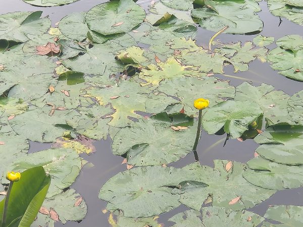 yellow water lily nuphar lutea arundel wetland centre aug 2022