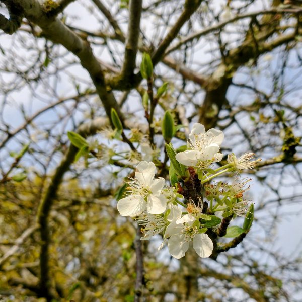 cherry blossom prunus faversham apr 2023