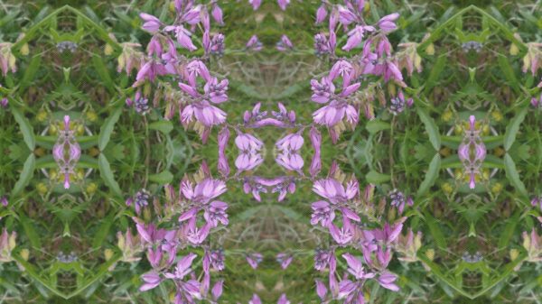 polygala milkwort mirror repeat