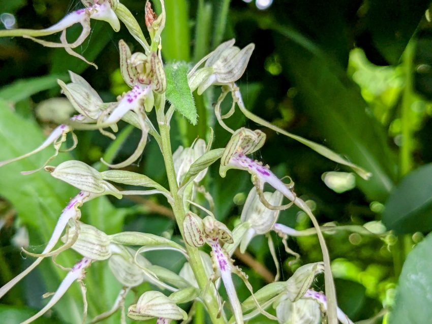 lizard orchid himantoglossom hircinum andelys france jun 2024