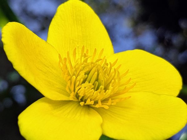 kingcup wildflower pond