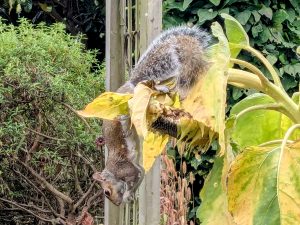 squirrel sunflower seaford aug 2025