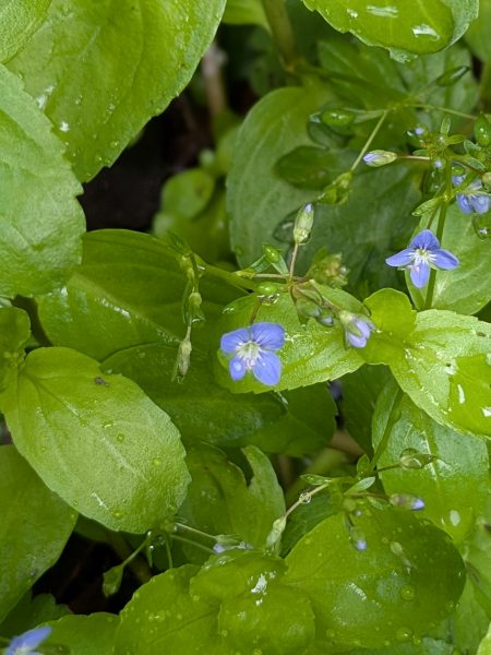 Brooklime Veronica beccabunga hardraw force yorkshire jun 2025
