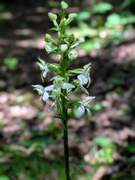 Greater Butterfly-orchid Platanthera chlorantha flower wolstonbury hill sussex may 2025
