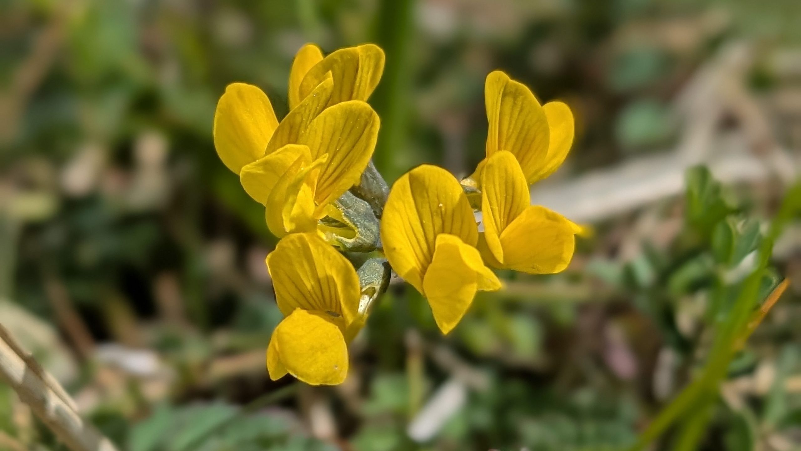 Horseshoe Vetch Hippocrepis comosa flower beachy head may 2025