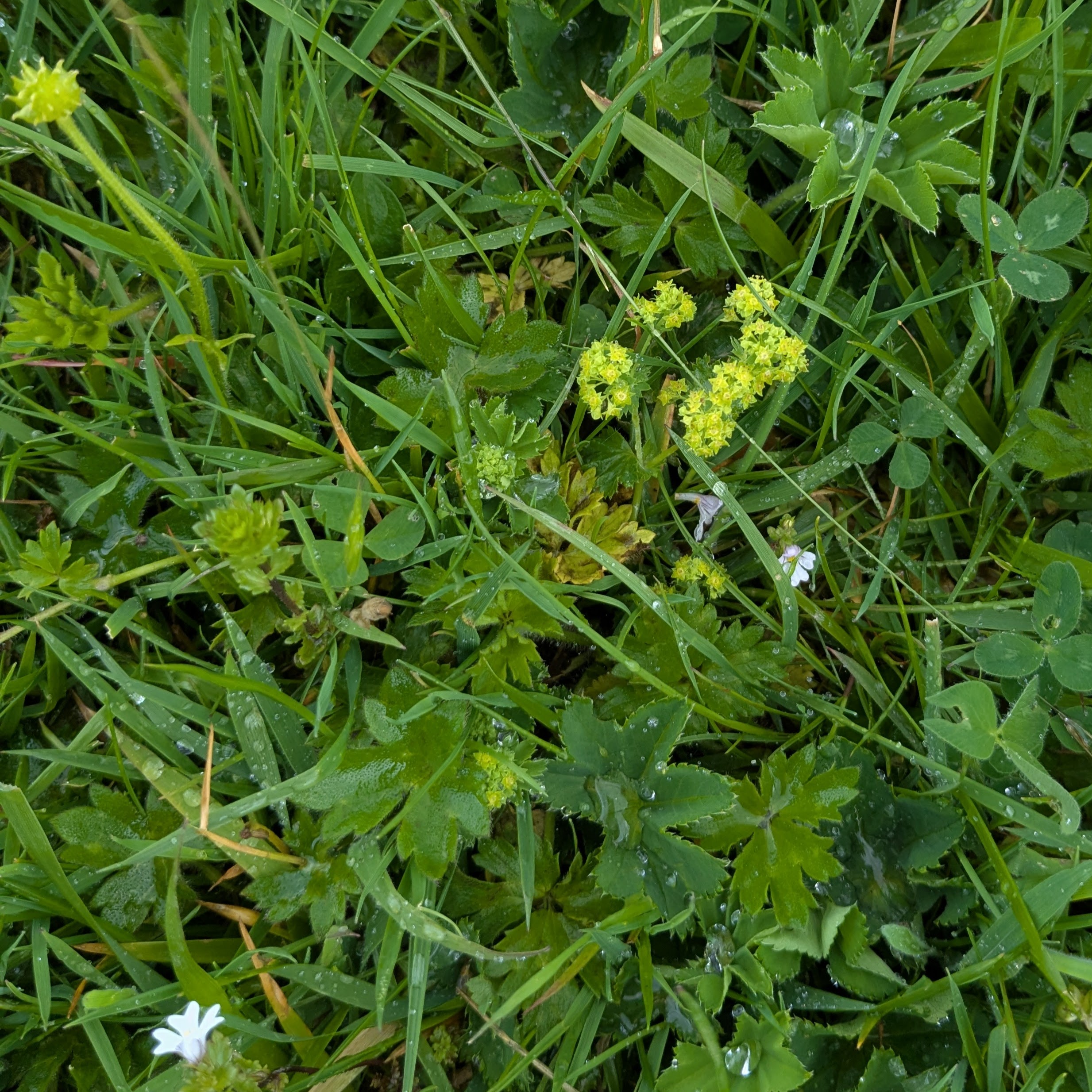 Ladys mantle alchemilla muker yorkshire june 2025