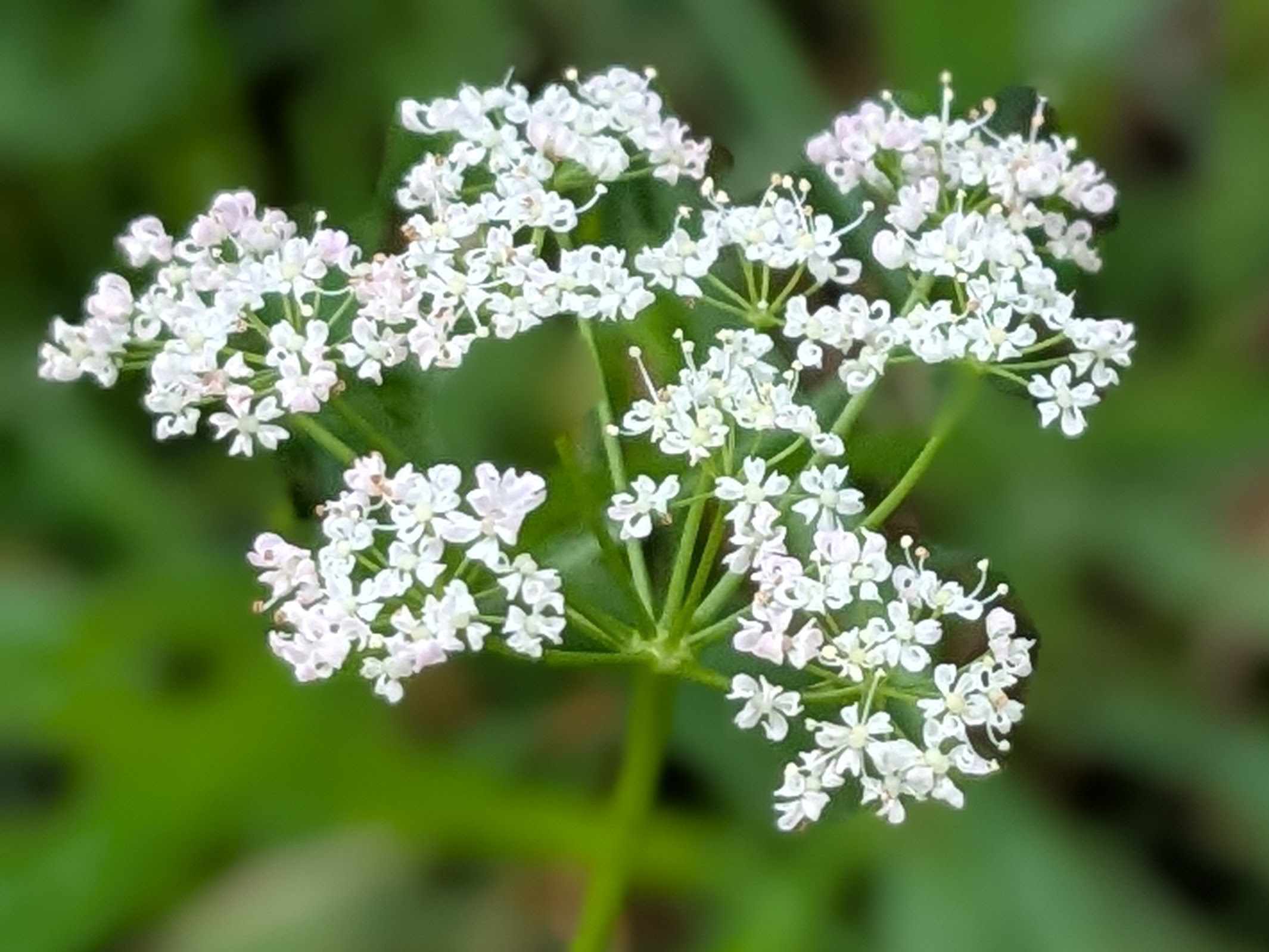 Pignut Conopodium majus muker yorkshire june 2025