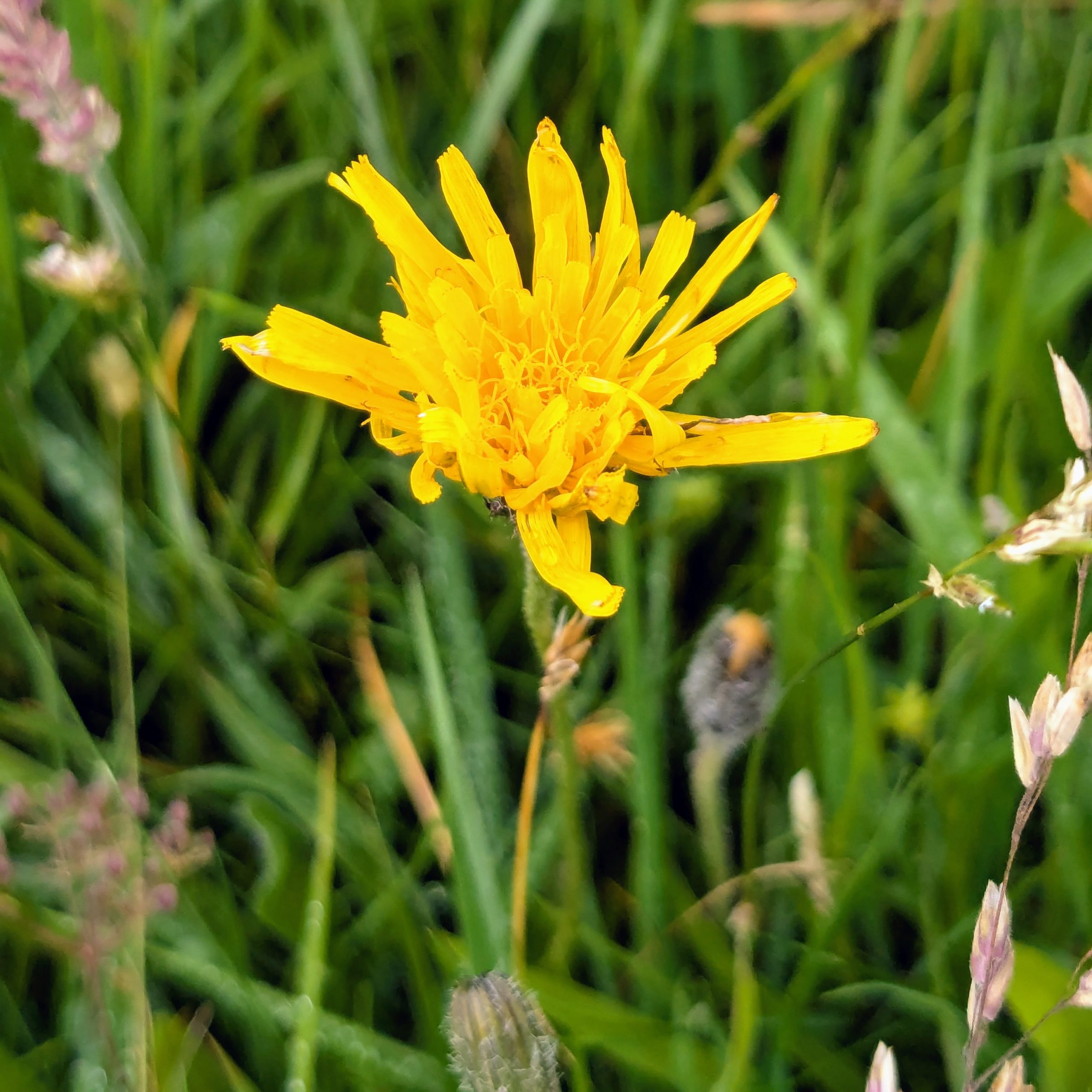 Rough Hawkbit Leontodon hispidus muker yorkshire june 2025