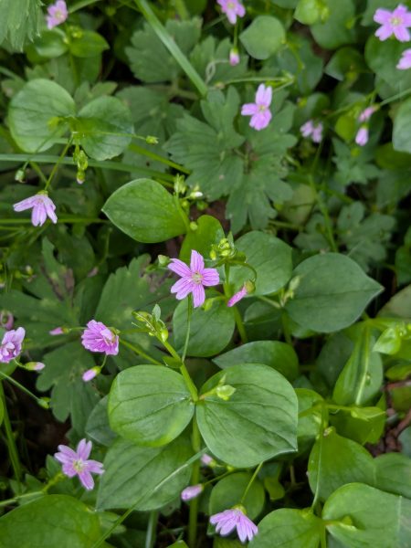 Siberian springbeauty claytonia sibirica hawes yorkshire jun 2025