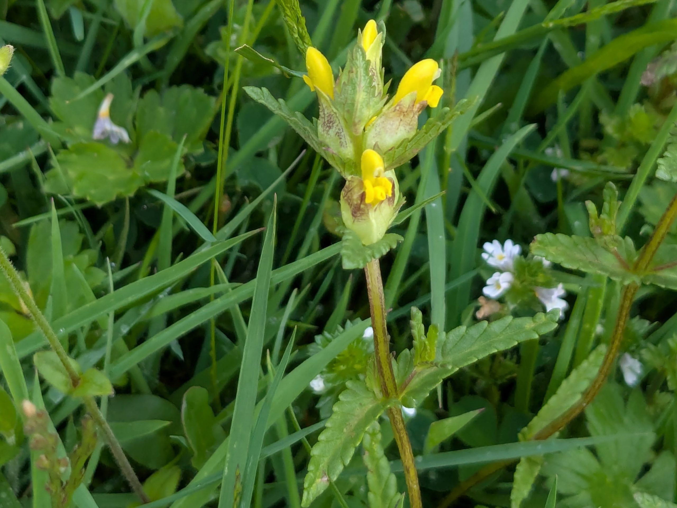 Yellow Rattle Rhinanthus minor muker yorkshire june 2025