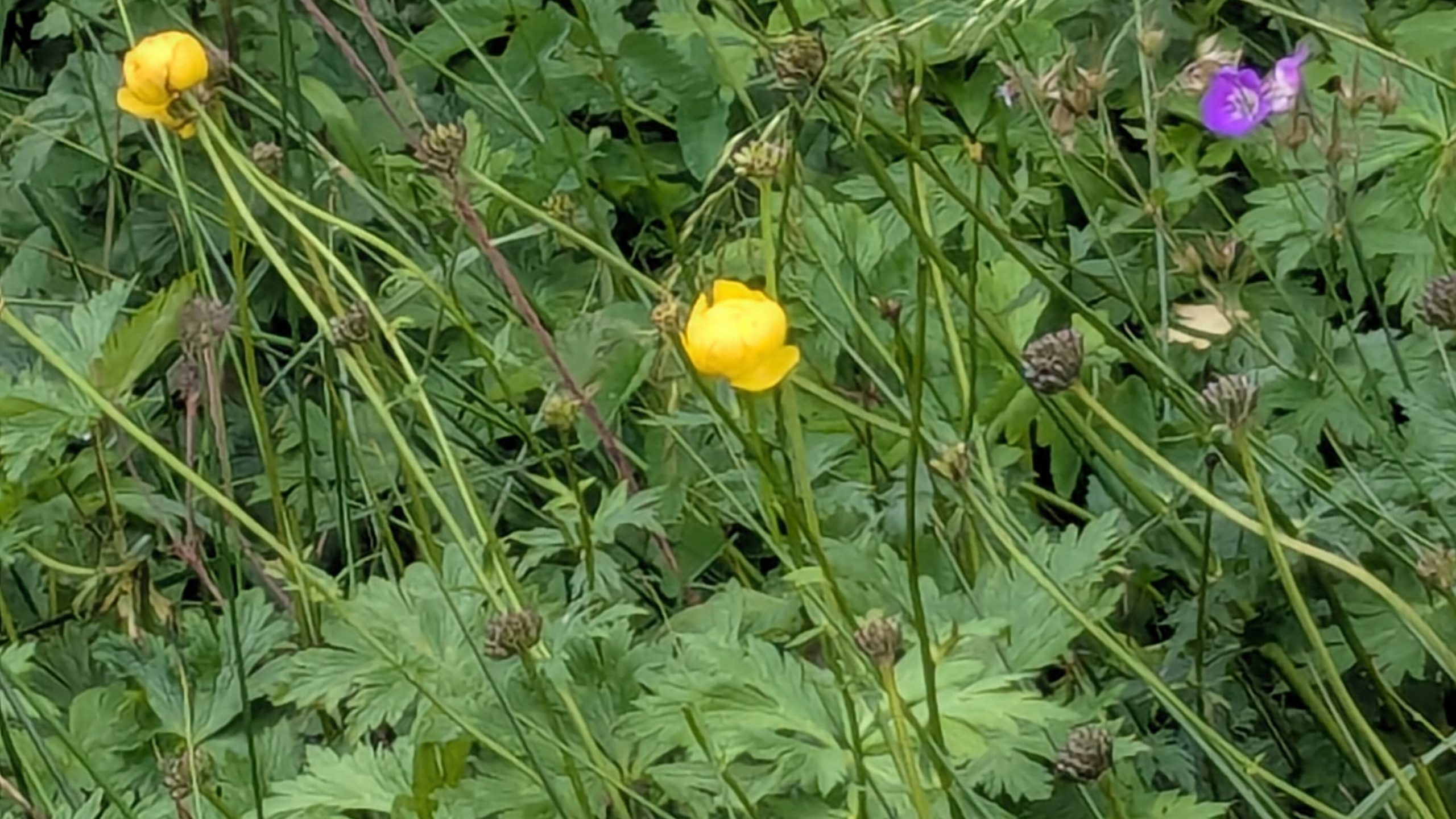 globeflower trollius europaeus malham moor yorkshire jun 2025