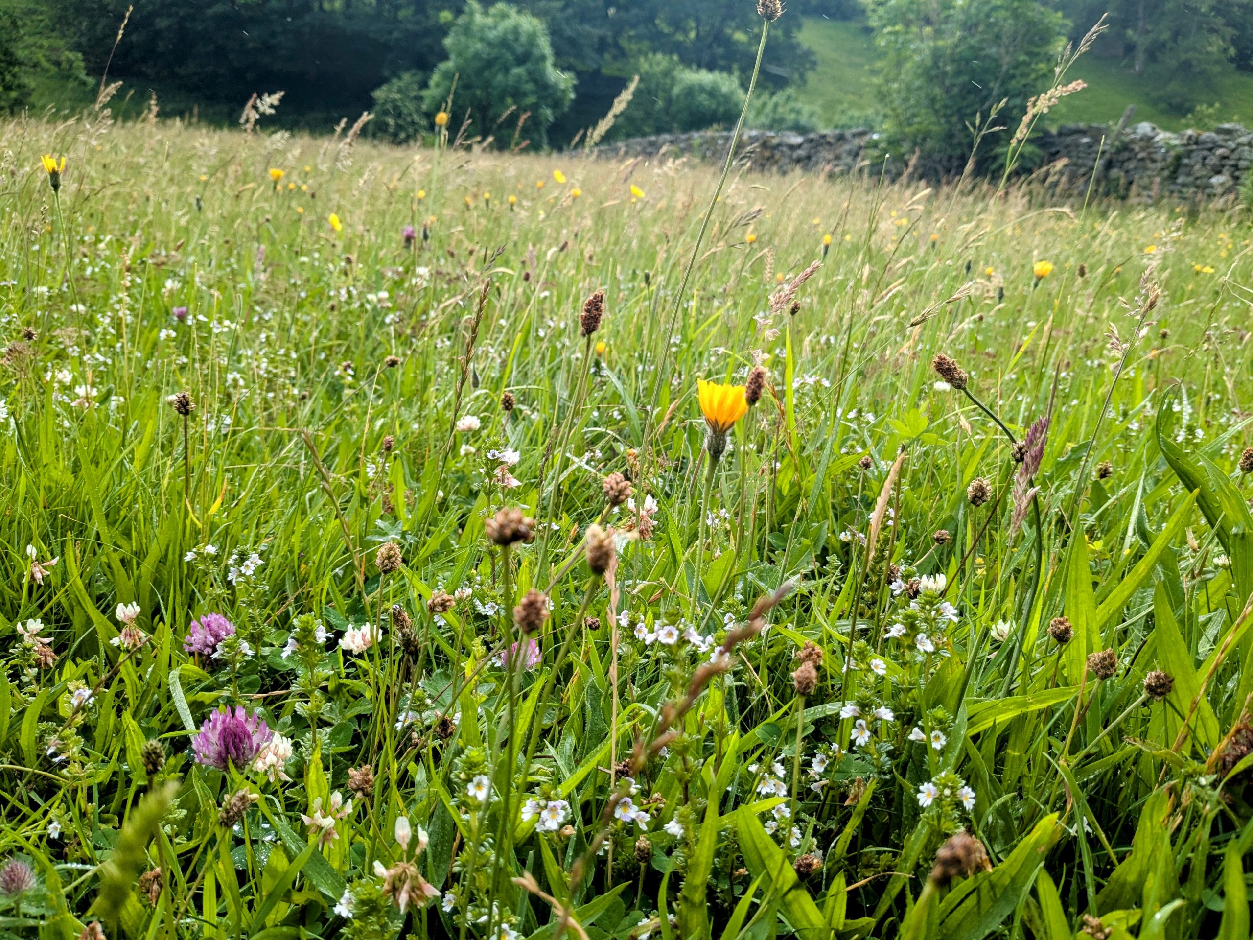 muker hay meadow yorkshire june 2025