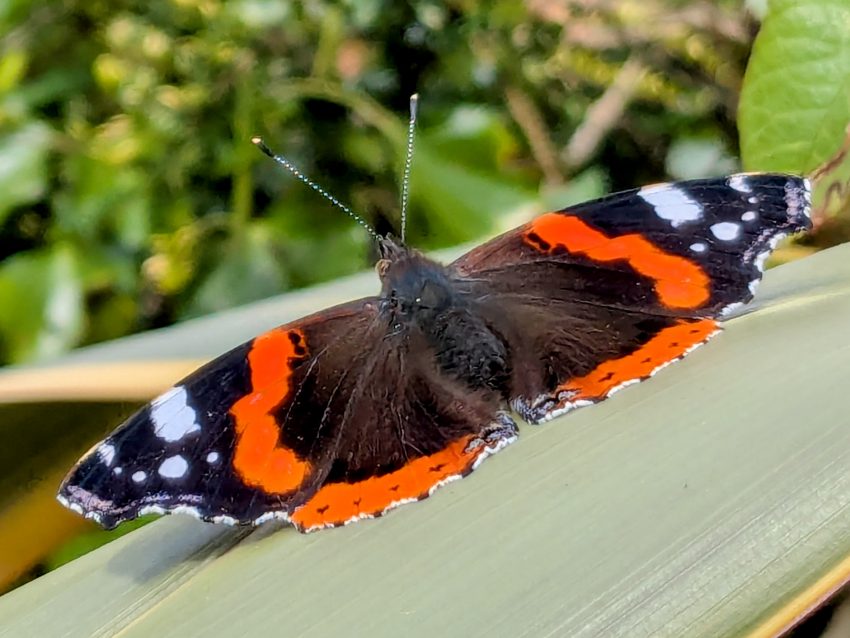 red admiral vanessa atalanta seaford sep 2025