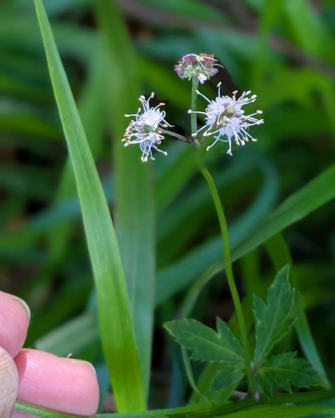 sanicle sanicula europaea wolstonbury hill sussex may 2025