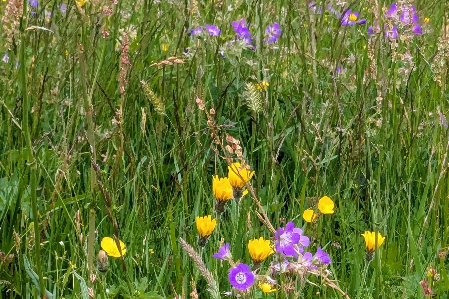 sweet vernal grass anthoxanthum odoratum muker yorkshire june 2025